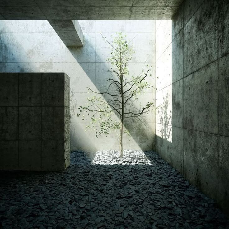 Arbre dans une cour intérieure en béton, lumière zénithale